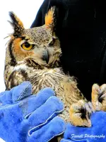 Bald Eagle and Great Horned Owls 063c.webp