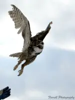 Bald Eagle and Great Horned Owls 068c.webp