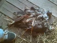 image-2644062246.webp