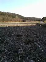 field 1.webp