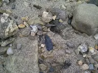 arrowhead snow den.webp