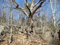 sat hunt 001.webp