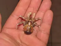 crab_zpsf5daca8e.webp