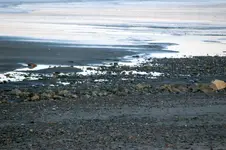 cut (1).webp