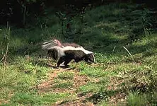skunk.webp