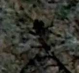 frog shadow 1.webp