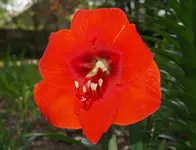 Red.webp