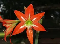 red white.webp