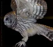 image-3403487070.webp