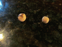 musket balls.gif musket balls.gif