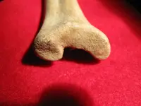 bone 007.webp