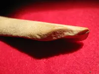 bone 009.webp