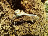 RING9252.webp