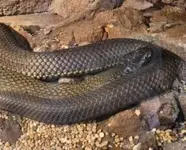 snake 1.webp