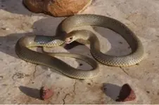 snake 2.webp
