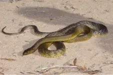snake 3.webp