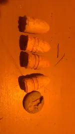 IMAG0213.webp