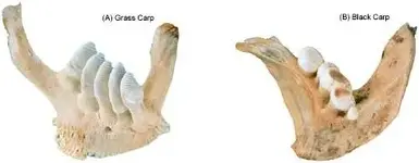 carp_id_fig_9.webp