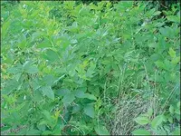 mp0903briars01.webp
