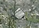 for kim again.webp