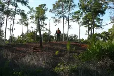 Sawdust pile.webp