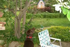 Max looking at birdhouse.webp