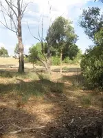 dead tree2.webp