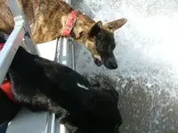 two mutts.webp