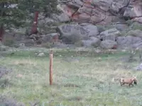 Fox with breakfast.webp