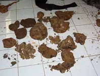 CannonBall2.webp