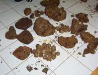 CannonBall2(2).webp