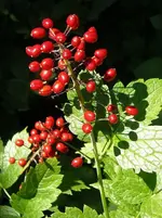 red baneberry.webp