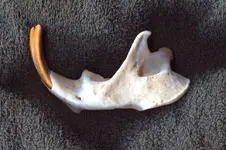 Beaver Mandible 1.webp