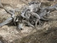 100_2570.webp