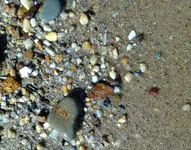 Shark tooth 1.webp