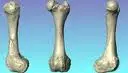 pig femur 2.webp