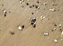 Shark tooth 2.webp