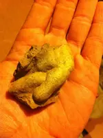 pottery legs funde 1061.webp