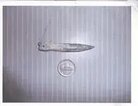 fishing weight.webp