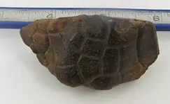Turtle Fossil.webp