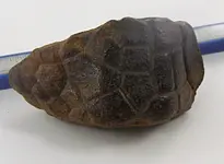 Turtle Fossil 2.webp