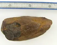 Turtle Fossil Bottom.webp