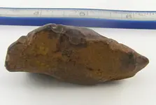 Turtle Fossil back.webp