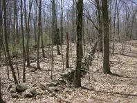 sunday hunt 1 009.webp