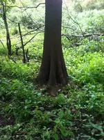 cypress1.webp