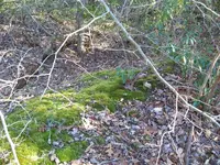 old dirt road possible cellar hole.webp