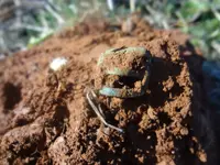 Metal Detecting 2013 170.webp