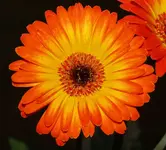 Gerber daisy.webp