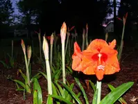 Crop.webp
