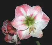 Pink amaryllis.webp